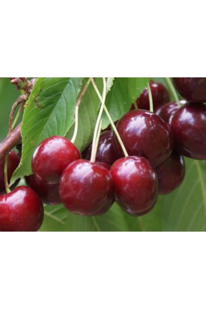 Вишня домашня Ерді Крупноплідна